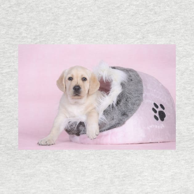 Labrador puppy in pink by PetsArt